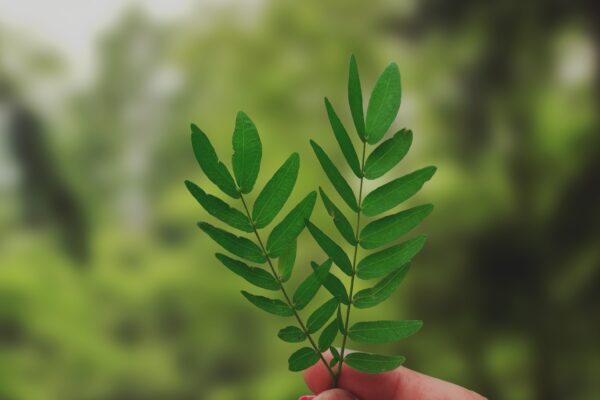 Foglia verde che rappresenta la sostenibilità