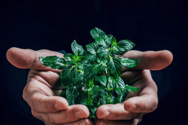 Foglia verde che rappresenta la sostenibilità